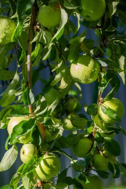 Elmalar. Elma kombinasyonunu seviyorum, bazıları sert ve keskin, bazıları da yumuşak ve tatlı. Ne yaparsan yap, pastaya baharat katma! Fransız pastasında tarçın ve hindistan cevizi olmaz..