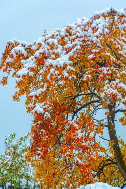 Ağaçların dallarında sonbahar yaprakları. Mandalina kırmızısı. Kaleydoskopik yapraklardan. Geçen yazın zümrüt halısında sonbahar sihrini örten bir duvar halısı yaratır.