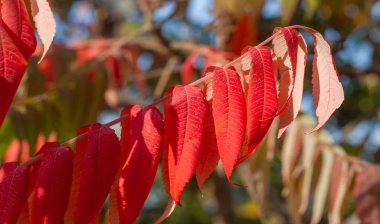 Ağaçların dallarında sonbahar yaprakları. Sonbahar, her yaprağın bir çiçek olduğu ikinci bahardır.