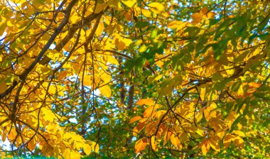 Ağaçların dallarında sonbahar yaprakları. Sonbahar, her yaprağın bir çiçek olduğu ikinci bahardır.