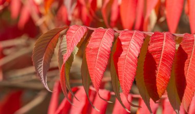 Ağaçların dallarında sonbahar yaprakları. Sonbahar yaprakları sokakları doldurur; çimenlerdeki altın renkler, bir şaka ya da doğanın bir ikramı!
