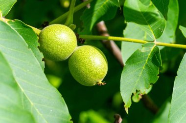 Ağaçtaki cevizler sonbaharda olgunlaşır. Bizans döneminde ceviz, 