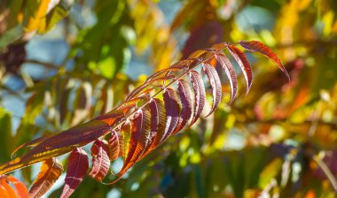 Ağaçların dallarında sonbahar yaprakları. Düşen bir yaprak, sonbaharın ölümünden bahsederken, daha ince bir anlamda baharın kehanetidir.