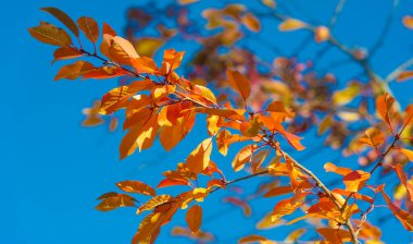 Ağaçların dallarında sonbahar yaprakları. Sonbahar, her yaprağın bir çiçek olduğu ikinci bahardır.
