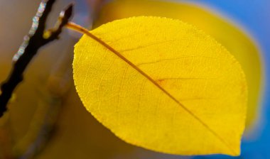 Bir cevizin sonbahar yaprakları. Ekim, taze, sisli, altın Ekim, ışığın tatlı ve ağır olduğu