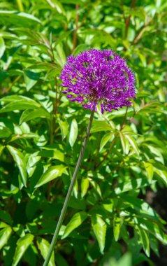 Ornamental Flowering Onions The plump, round shape of the flowers looks charming through other plants Violet is a great addition to most other late spring monard flowers that provide an echo of shape