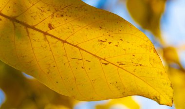 Bir cevizin sonbahar yaprakları. Ekim, taze, sisli, altın Ekim, ışığın tatlı ve ağır olduğu