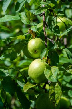 Elmalar. Aslında, Antik Yunan 'da çikolata yoktu, ama Afrodit elmaları severdi. Onun kutsal meyvesiydi, belki de kendisi gibi güzel ve tatlı olduğu içindir..