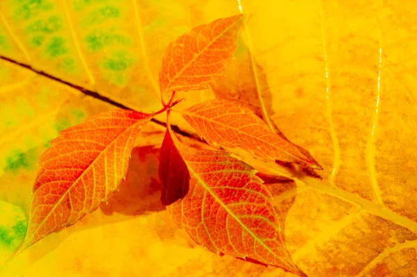 Autumn leaves on a white background. Anyone who thinks fallen leaves are dead has never seen them dance on a windy day.
