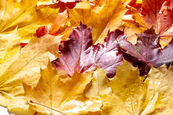 Autumn leaves on a white background. Autumn is everyone\'s favorite season. The leaves are changing color, the air is crisp and the weather is perfect for outdoor activities.