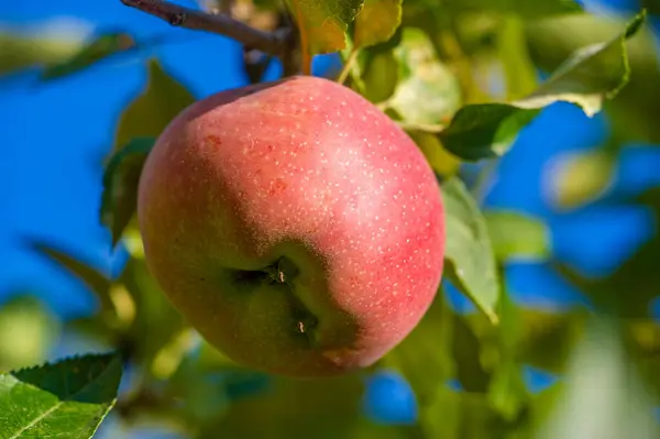 Apples. Apple trees don\'t need the fruits they produce. However, he gives his whole life to create it for those who do it.