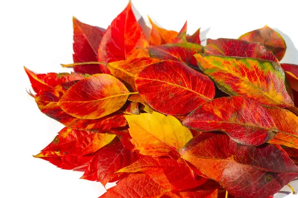 Autumn leaves on a white background. Each leaf speaks to me of bliss, fluttering on the autumn tree. If the leaves change I feel poetry in the air