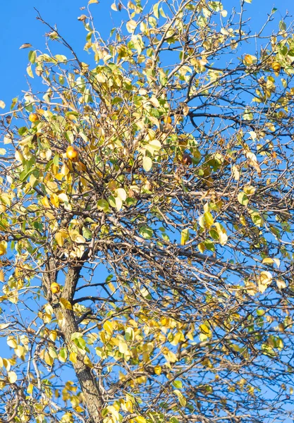 Autumn leaves on the branches of trees. The heart of autumn must have broken here and poured its treasure on the leaves.