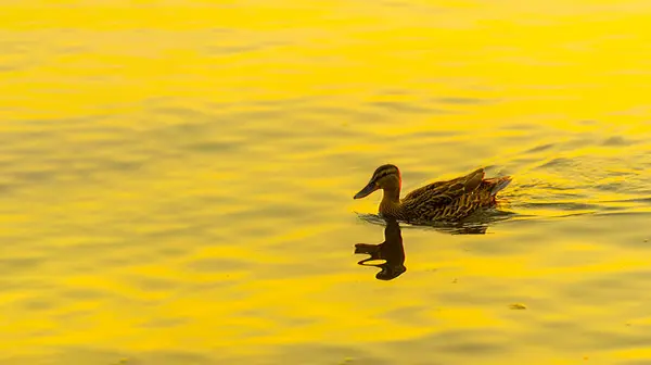 Enjoy the serene beauty of the ducks swimming in the river. Experience serenity and relaxation as you watch the setting sun. Create your own peaceful moment with this serene scene.