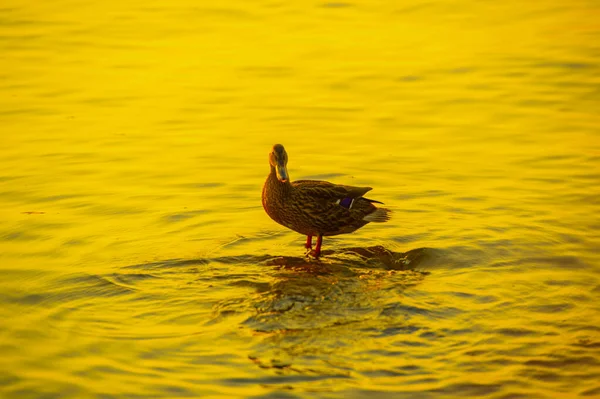 Relax as you watch the serene scene of ducks swimming in the river. Watch the setting sun create a beautiful backdrop for tranquility. Enjoy a relaxing moment surrounded by the beauty of nature.