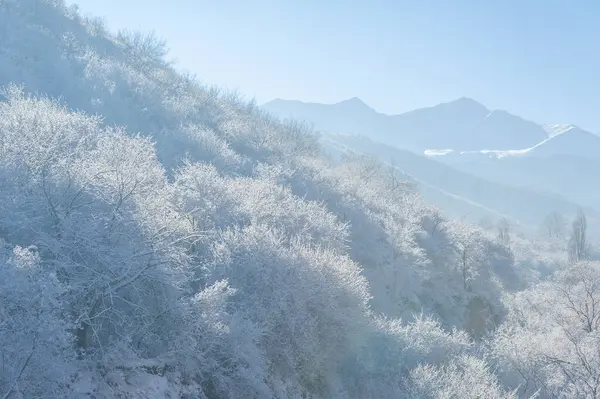 stock image The mountains. Winter. No fuss, no deadlines, just absolute peace and relaxation. Deep snow-covered forests, rough trees and shrubs, white tops of snow-covered trees