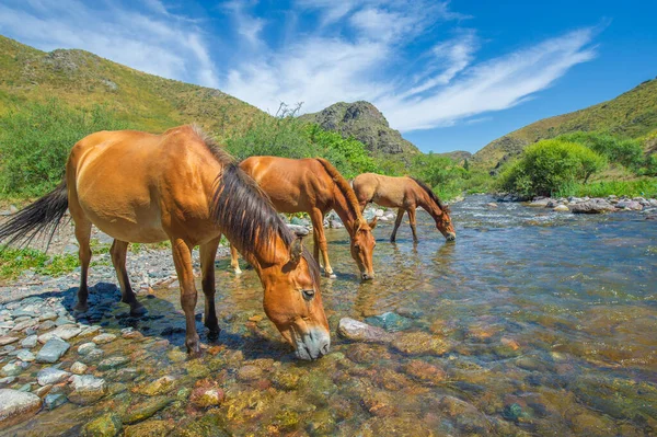 Horses need regular access to clean water Drinking water from a mountain river gives horses fresh and natural water Running water helps horses drink water and stay healthy
