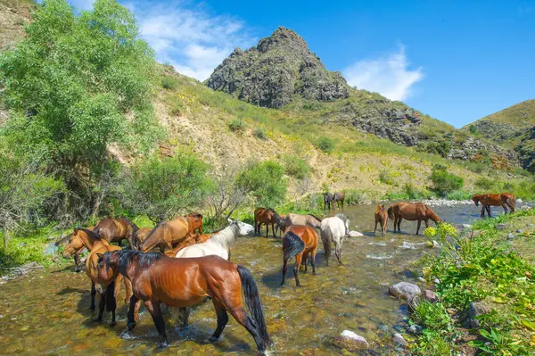 Horses need regular access to clean water Drinking water from a mountain river gives horses fresh and natural water Running water helps horses drink water and stay healthy