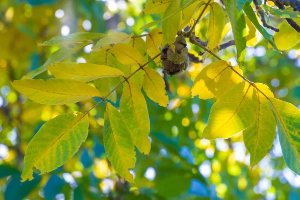 walnuts on the tree are ripe in autumn. In the Byzantine era, the walnut was also known under the name \