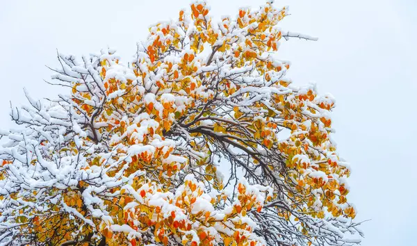The first snow fell on autumn leaves. It is already autumn, everything returns to sleep, everything disappears in the peace of the coming winter. they hear, they feel the snow falling