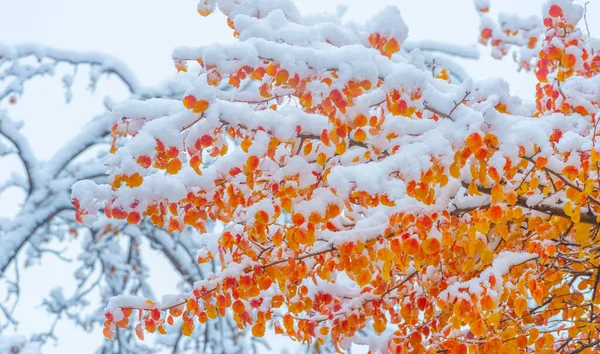 The first snow fell on autumn leaves. It is already autumn, everything returns to sleep, everything disappears in the peace of the coming winter. they hear, they feel the snow falling