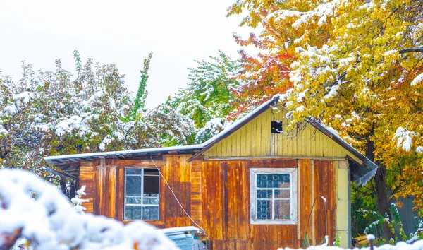 First Snow Fell Autumn Leaves Red Purple Yellow Mixed Green — Stock Photo, Image