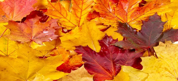 Herbstblätter Auf Weißem Hintergrund Herbstblätter Fallen Nicht Sie Fliegen Sie Stockfoto