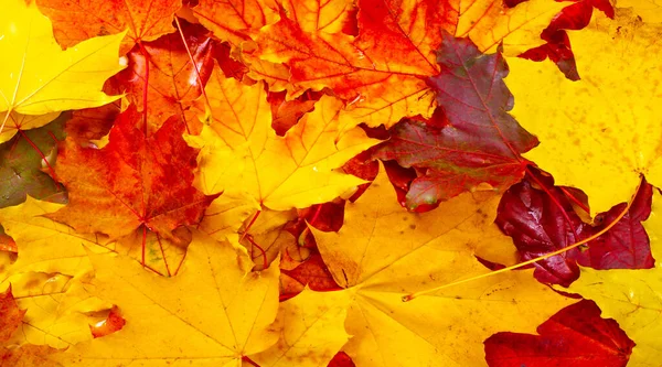 Herbstblätter Auf Weißem Hintergrund Herbstfarben Machen Spaß Sie Sind Hell lizenzfreie Stockbilder