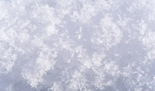 Снег Покрывает Землю Деревья Траву Интересно Любит Снег Деревья Поля Стоковое Фото