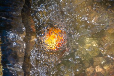 Bir dağ deresinin rahatlatıcı seslerinin tadını çıkar. Küçük bir şelalenin ferahlatıcı sisinin tadını çıkar. Hava kabarcıklarının kristal berrak suda zarafetle yüzüşünü izle.