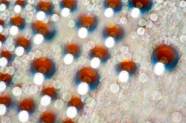 Bulanık, göz kamaştırıcı bir su kabarcığı etkisi yaratır. Çizimlerine gerçekçi su kabarcıklarıyla doku ekle. Su kabarcığı dokularıyla sanatınızın bulanık etkisini arttırın.