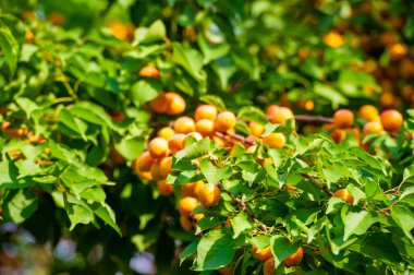 Lezzetli ve sulu kayısıların tadını çıkar. Bahçenizde ya da bahçenizde kendi meyve ağacınızı yetiştirin. Kayısılar taze yenebilir, tariflerde kullanılabilir ya da daha sonra kullanılmak üzere konserve edilebilir..