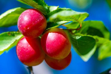 Prunus cerasifera, kiraz eriği ve dünya dengesi eriği olarak bilinen bir erik türüdür. Güneydoğu Avrupa ve batı Asya 'ya özgüdür ve Britanya Adaları' nda vatandaşlık alır.