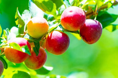 Prunus cerasifera, kiraz eriği ve dünya dengesi eriği olarak bilinen bir erik türüdür. Güneydoğu Avrupa ve batı Asya 'ya özgüdür ve Britanya Adaları' nda vatandaşlık alır.