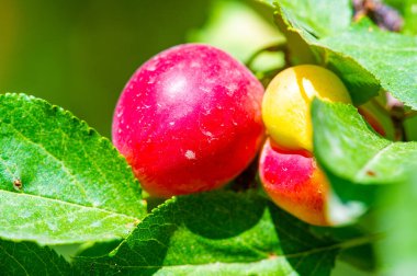 Prunus cerasifera, kiraz eriği ve dünya dengesi eriği olarak bilinen bir erik türüdür. Güneydoğu Avrupa ve batı Asya 'ya özgüdür ve Britanya Adaları' nda vatandaşlık alır.
