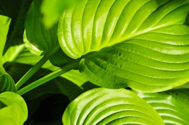 Tropikal bitki tasarımı ile doku arka planı. Parlak ve tahmin edilebilir ürünler yap. Duvar kağıdı ya da grafik tasarımı projeleri olarak kullan.