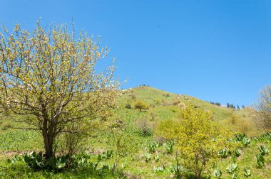 İlkbahar dağlarda Dağların ihtişamı tüm yıl boyunca sihirlidir. İlkbaharda çiçek açan bahar mevsiminde yemyeşil patikalar sonbaharda alevli yapraklar ve karla kaplı zirveler.