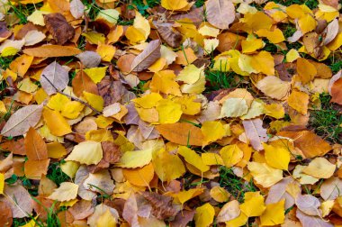 Yılın en güzel zamanı huş ağacının renkli sonbahar yaprakları, yaprakları kalp şeklinde ve beyaz kabuklu yaprak döken yapraklar..