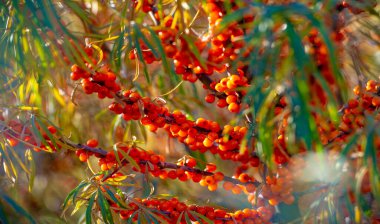 Deniz karabatağı, kalp hastalığı, deri durumu, ödem (iltihap) ve diğer hastalıkların tedavisinde kullanılır. Gıda ürünlerinde jöle, meyve suyu, safra ve sos yapımında deniz dikenli böğürtlen kullanılır.