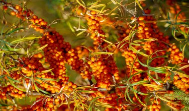 Deniz dikenleri A, B1, B2, B6, C ve diğer aktif bileşenleri içerir. Mide, bağırsak ülseri ve mide yanması belirtilerine karşı bazı aktiviteleri olabilir..