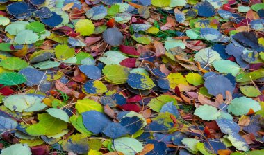 Sonbahar fotoğrafçılığı, sonbaharda yapraklar, yılın bu zamanında ağaçlar turuncu, kırmızı ve bakır çiçeklerden koparak canlanıyor.