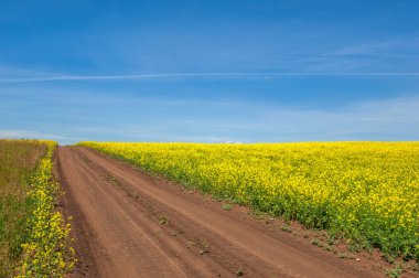 Kolza tohumu (Brassica napus subsp. Petrol zengini tohumlar sayesinde yetişen parlak sarı çiçekli kanola, önemli bir sebze yağı kaynağı ve protein unu kaynağıdır..