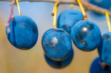 Prunus spinosa, blackthorn ya da sloe olarak adlandırılır, konserve yiyecekler için uygundur, ama yiyecek için yeterlidir. Bir çit yaratmak için. Meyve suyu sahte porto şarabı yapımında kullanılıyor. Blackthorn cini.