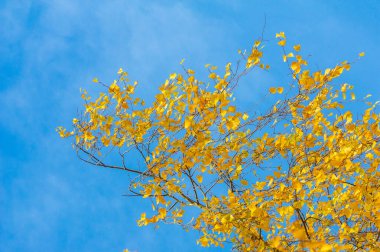 Yılın en güzel zamanı huş ağacının renkli sonbahar yaprakları, yaprakları kalp şeklinde ve beyaz kabuklu yaprak döken yapraklar..