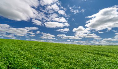 Bahar fotoğrafçılığı, genç mısır gevreği çekimleri. Olgunlaşmış buğday. Parlak güneşin altında yeşil fotosentez filizleri. Fosfor ve nitrojen gübreleri tanıtıldı