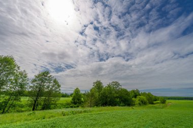 Bahar fotoğrafçılığı, bulutlu gökyüzü manzarası. Nitrojen ve fosfat gübreli genç buğday, yeşil lahanalar, tahıllar ve beyaz unun hazırlandığı tahıllar.