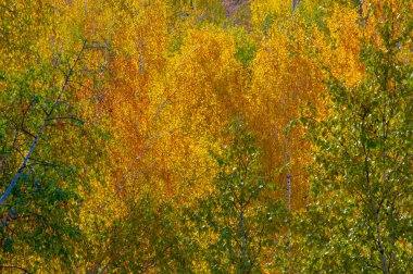 Huş ağacının renkli sonbahar yaprakları, yaprak döken, beyaz kabuklu ve kalp şeklinde yaprakları olan ağaç..