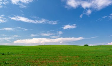 Bahar, genç yeşil buğday güneşte yetişir, ılıman ülkelerde yetişen en en önemli bitkidir, buğday, ekmek yapmak için toprak, vs. 