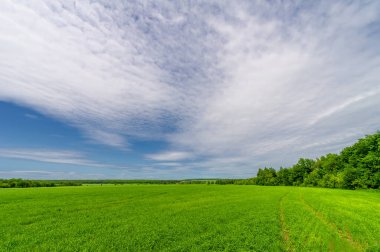 Bahar fotoğrafçılığı, bulutlu gökyüzü manzarası. Nitrojen ve fosfat gübreli genç buğday, yeşil lahanalar, tahıllar ve beyaz unun hazırlandığı tahıllar.