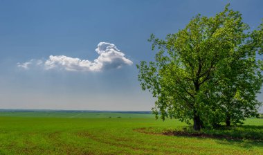  Bahar, genç yeşil buğday güneşte yetişir, ılıman ülkelerde yetişen en en önemli bitkidir, buğday, ekmek yapmak için toprak, vs. 